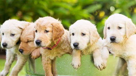 golden retriever boy personality|Male vs. Female Golden Retriever: 10 Differences To Help You。